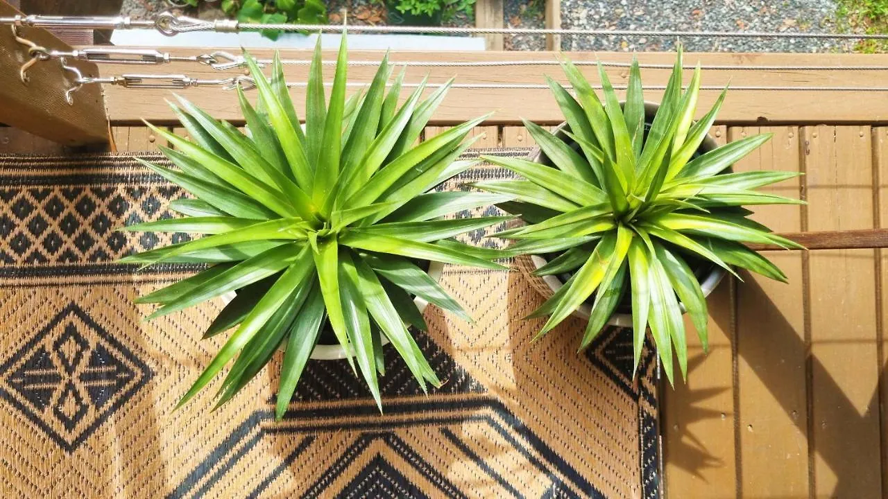 民宿 Cosy Studio With Forest Views, Noosa Hinterland Doonan